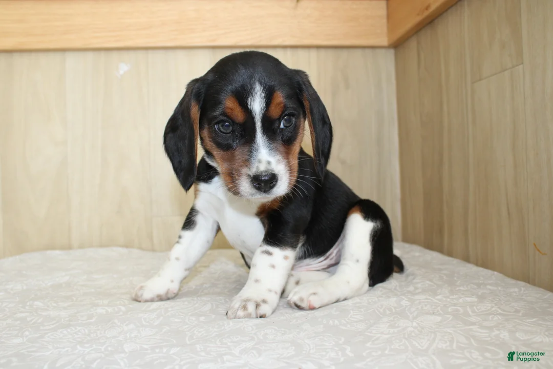 Beagle dogs for sale: Vinson - Ad 2