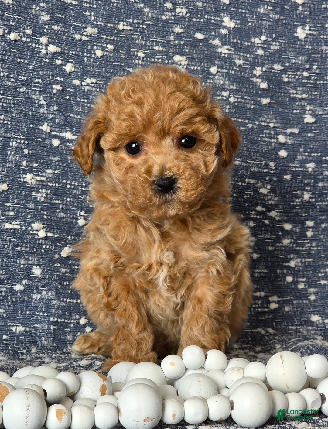 Bichpoo dogs for sale: Minnie - Ad 2