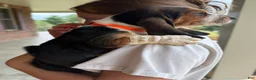 Basset Hound dogs for sale: Hank - Ad 4