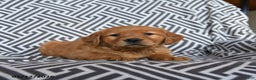 Golden Retriever dogs for sale: Lollipop - Ad 3