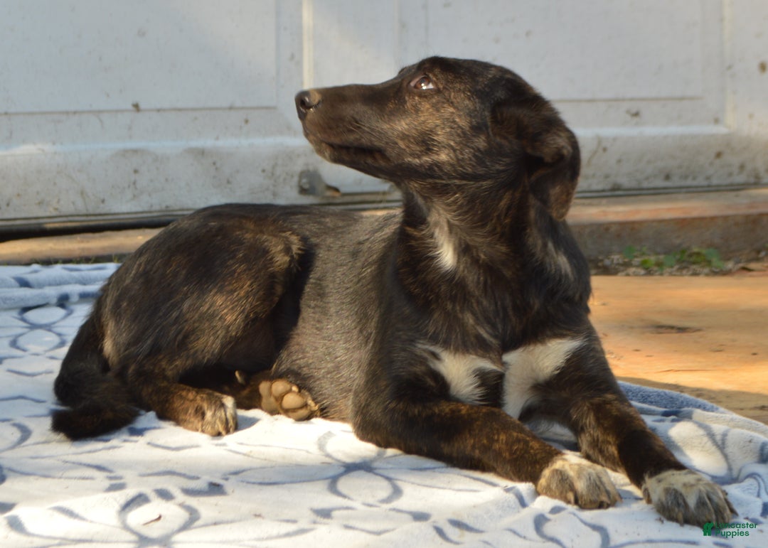 Mixed Breed dogs for sale: Allie - Ad 12
