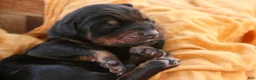 Doberman Pinscher dogs for sale: Ambrose - Ad 6