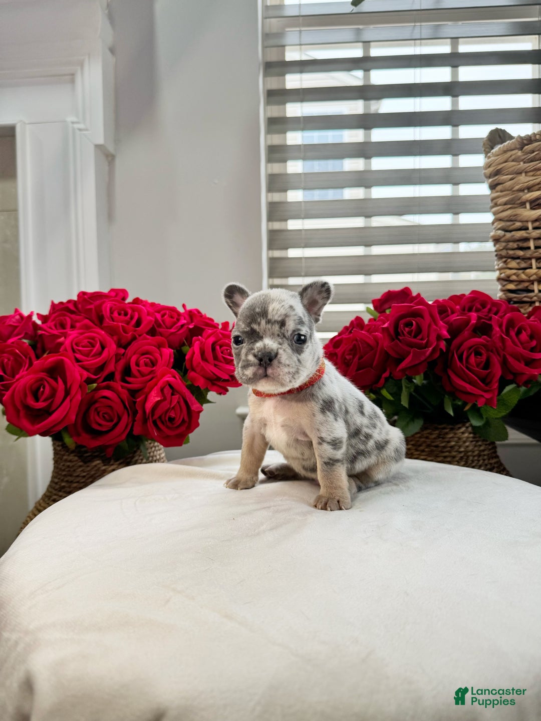 French Bulldog dogs for sale: Joany - Ad 1