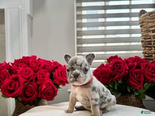 French Bulldog dogs for sale: Joany - Ad 4