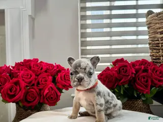 French Bulldog dogs Joany - Ad 17