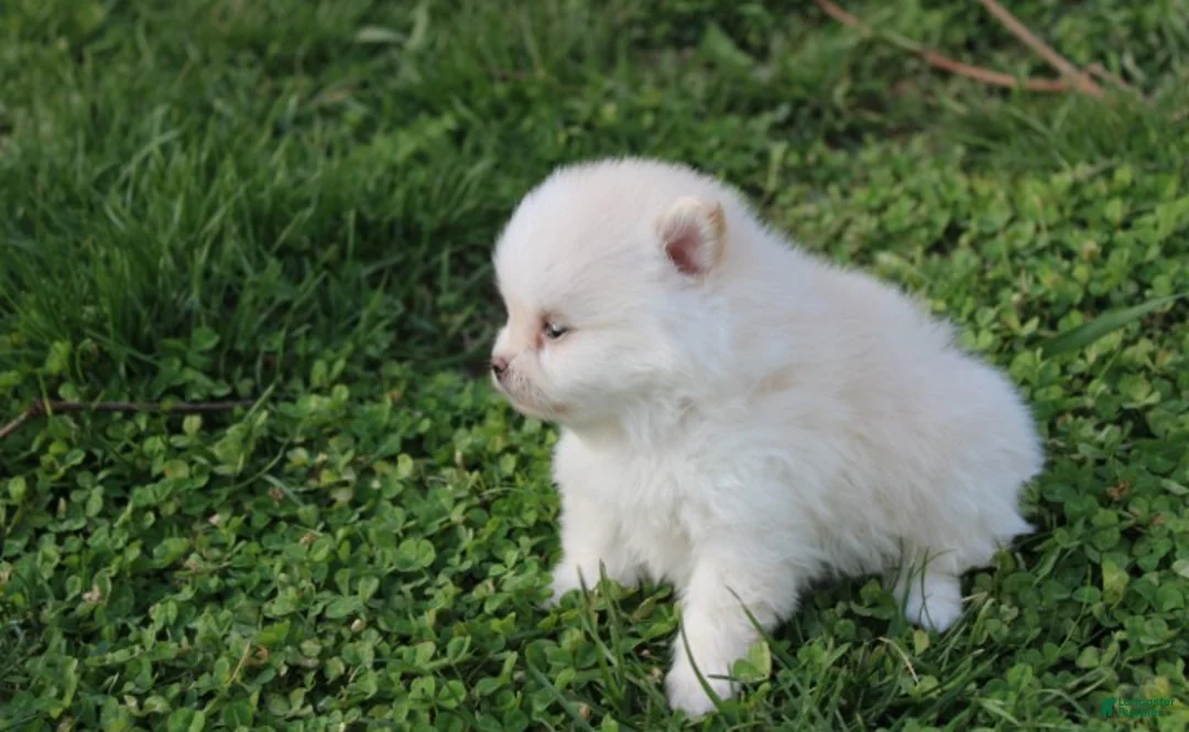 Pomeranian dogs for sale: Charlie  - Ad 2