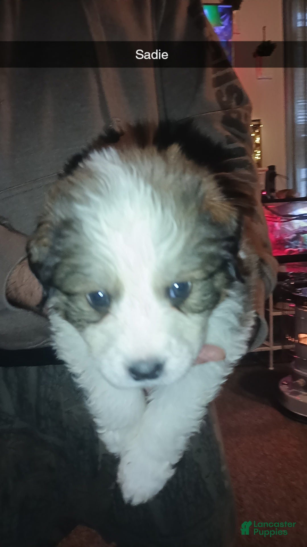 Mixed Breed dogs Sadie - Ad 36