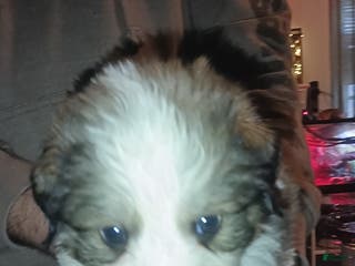 Mixed Breed dogs for sale: Sadie - Ad 3