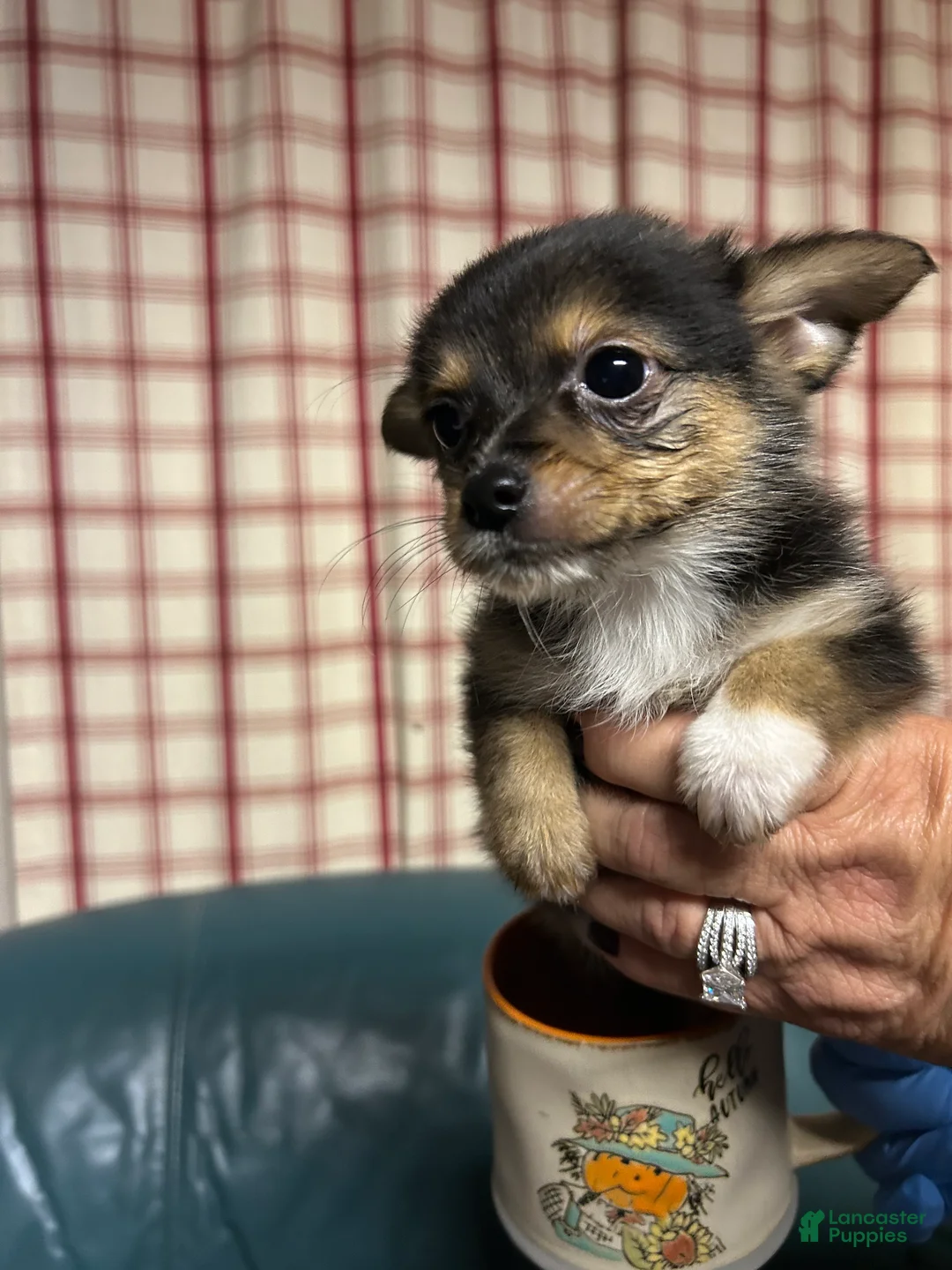 Chihuahua dogs for sale: Chihuahua 1 - Ad 1