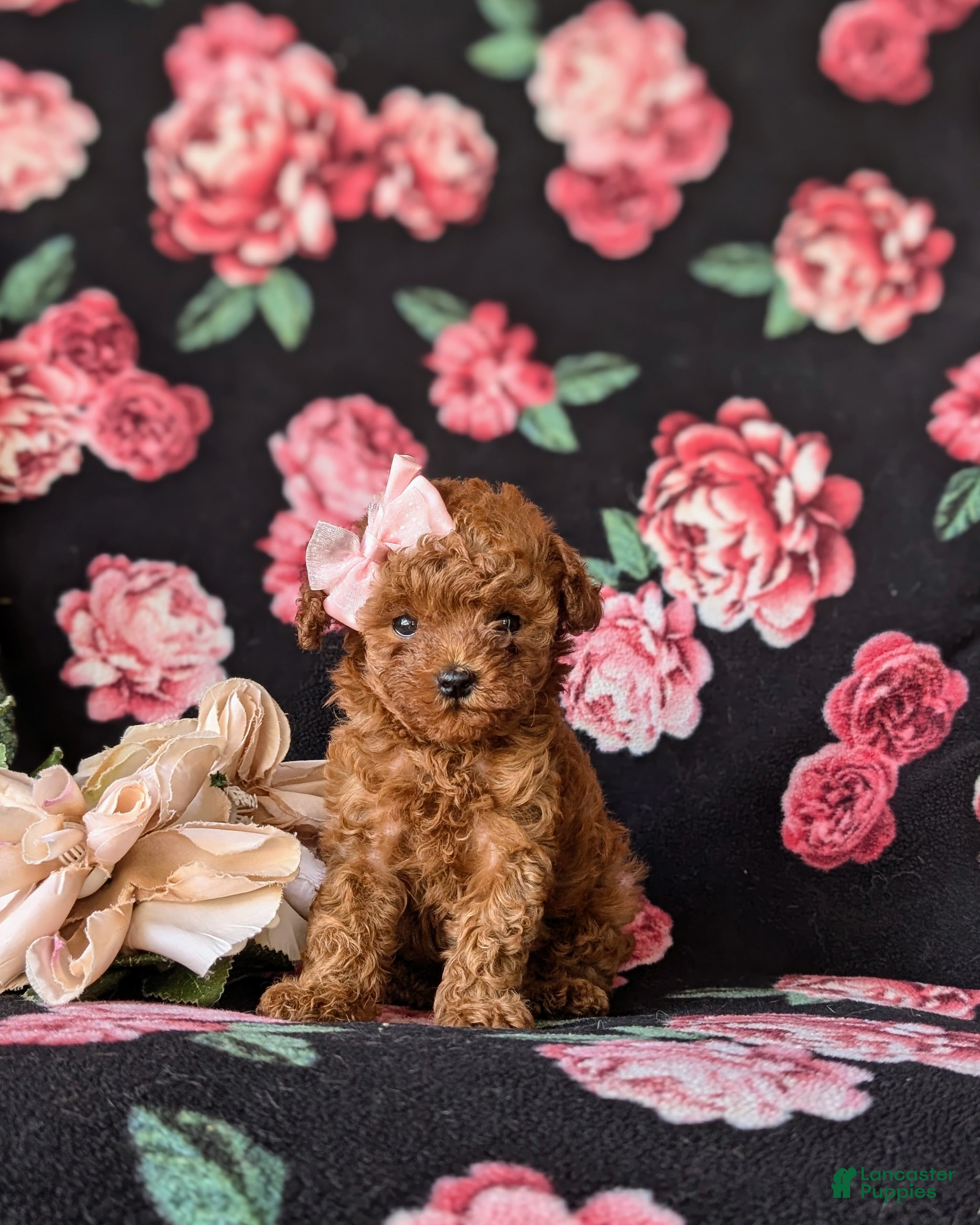 Toy Poodle dogs Shena 7 lbs Full Grown - Ad 1