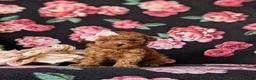 Toy Poodle dogs for sale: Shena 7 lbs Full Grown - Ad 1