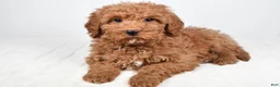 Mini Goldendoodle dogs for sale: Nicky - Ad 1
