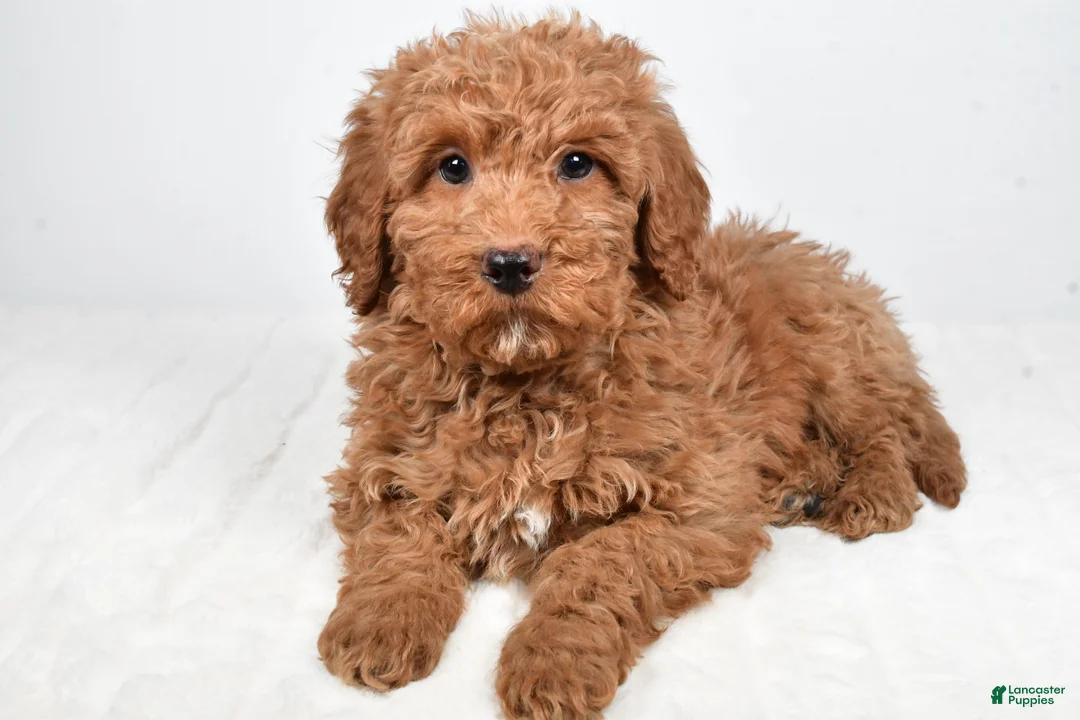 Mini Goldendoodle dogs for sale: Nicky - Ad 1