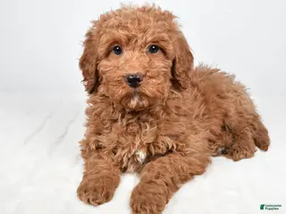 Mini Goldendoodle dogs Nicky - Ad 2