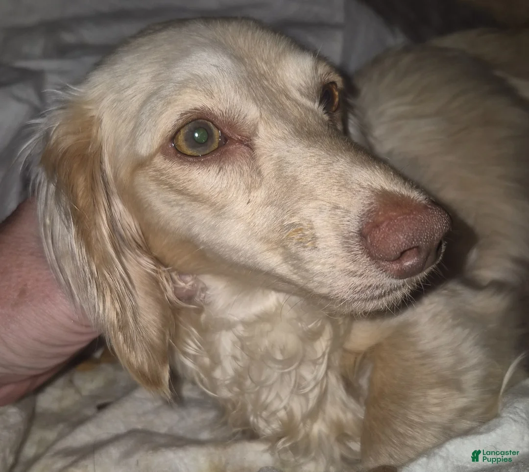 Miniature Dachshund dogs for sale: Miniature Dachshund Puppy 3 - Ad 5