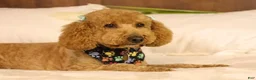 Mini Goldendoodle dogs for sale: Birdie - Ad 8