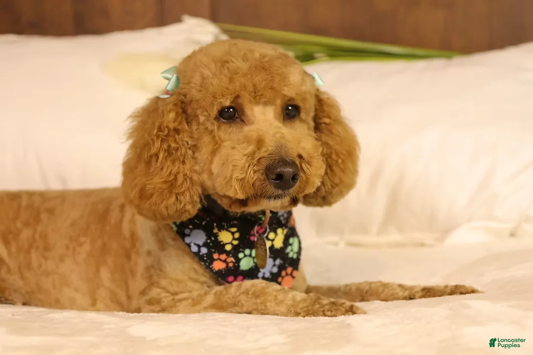 Mini Goldendoodle dogs for sale: Summer - Ad 10