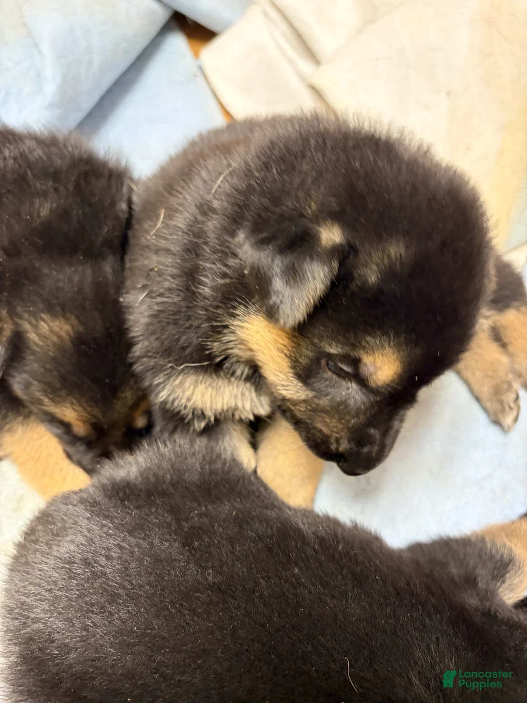 German Shepherd dogs for sale: German Shepherd Puppy 7 - Ad 1