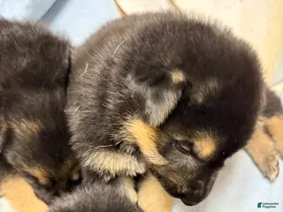 German Shepherd dogs German Shepherd Puppy 7 - Ad 20