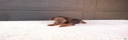 Yorkshire Terrier dogs for sale: Tucker  - Ad 8