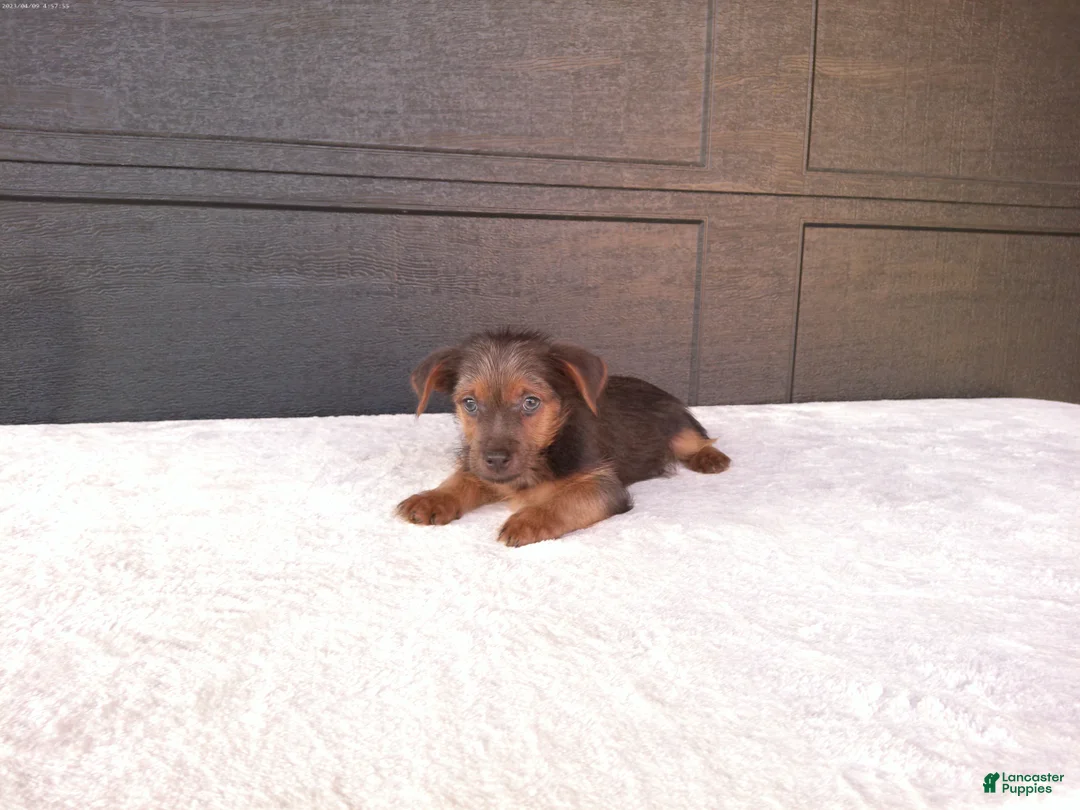 Yorkshire Terrier dogs for sale: Tucker  - Ad 8