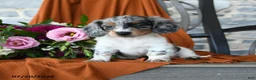 Miniature Dachshund dogs for sale: Grayson - Ad 3