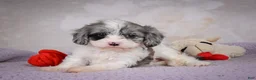 Cavapoo dogs for sale: Ruby - Ad 7