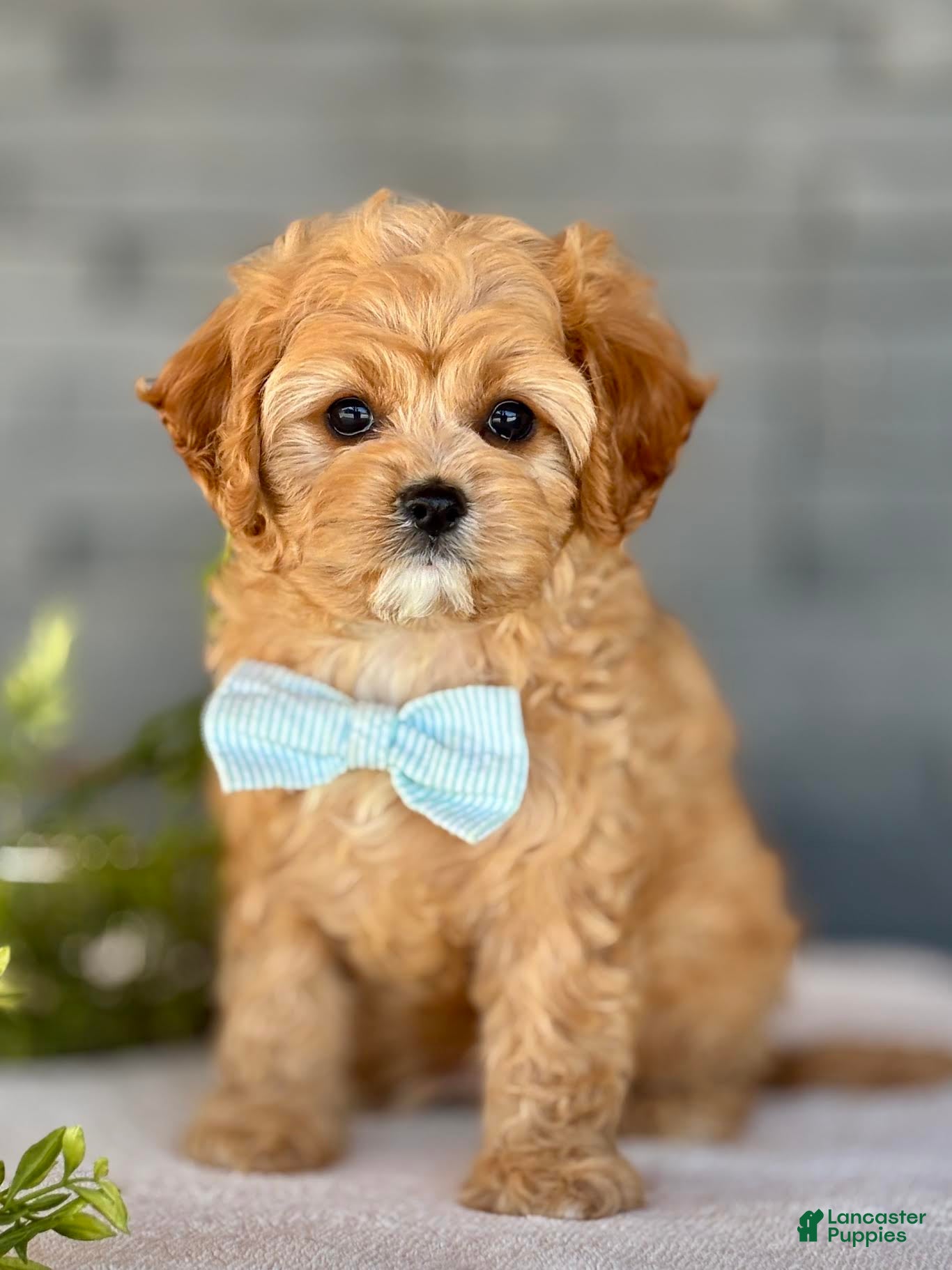 Cavapoo dogs Bounce Cavapoo Puppy  - Ad 1