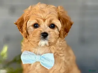 Cavapoo dogs for sale: Bounce Cavapoo Puppy - Ad 2