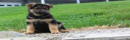 German Shepherd dogs for sale: Echo  - Ad 4