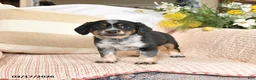 Mixed Breed dogs for sale: Checkers - Ad 3