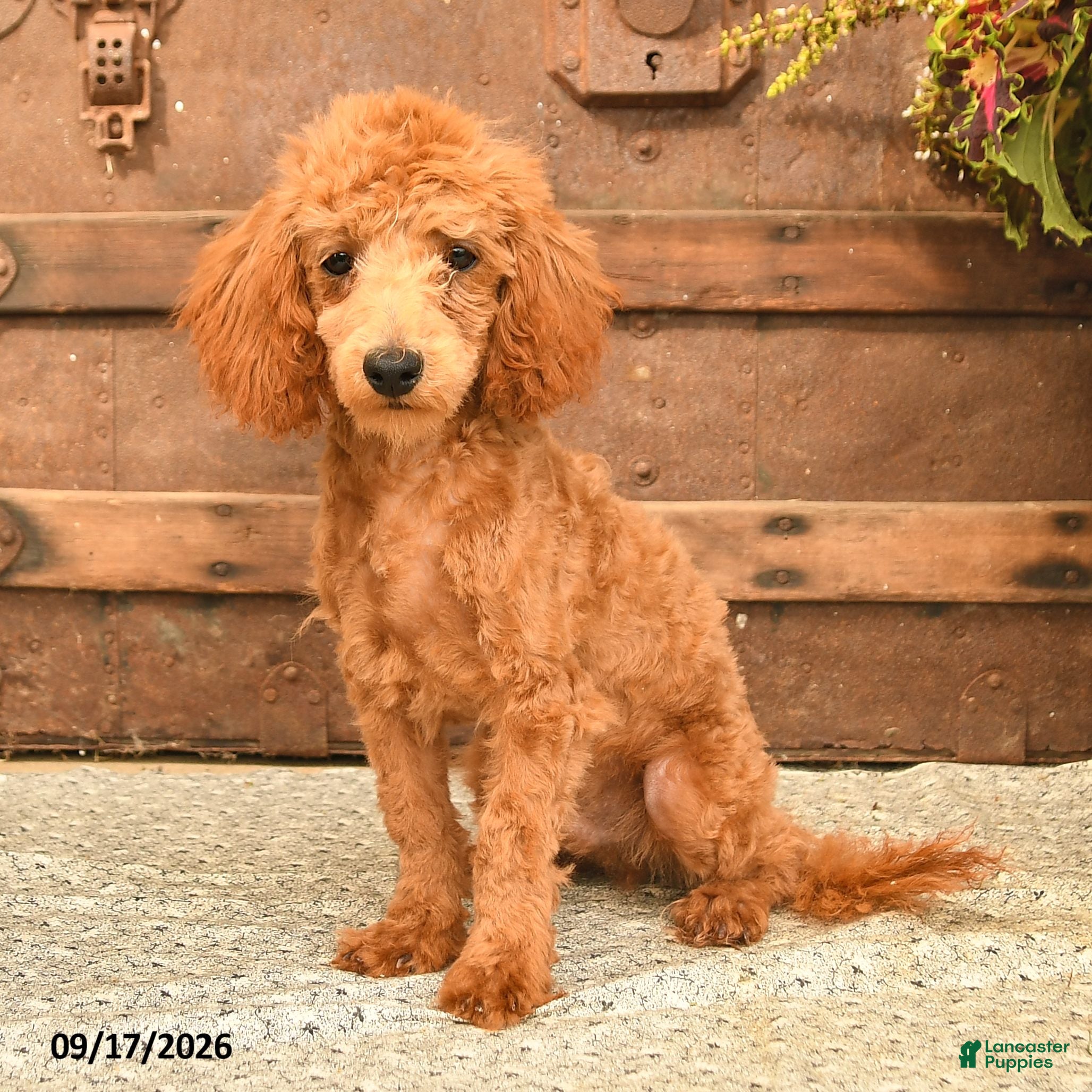 Toy Poodle dogs Ace  - Ad 1
