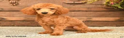 Toy Poodle dogs for sale: Ace  - Ad 1