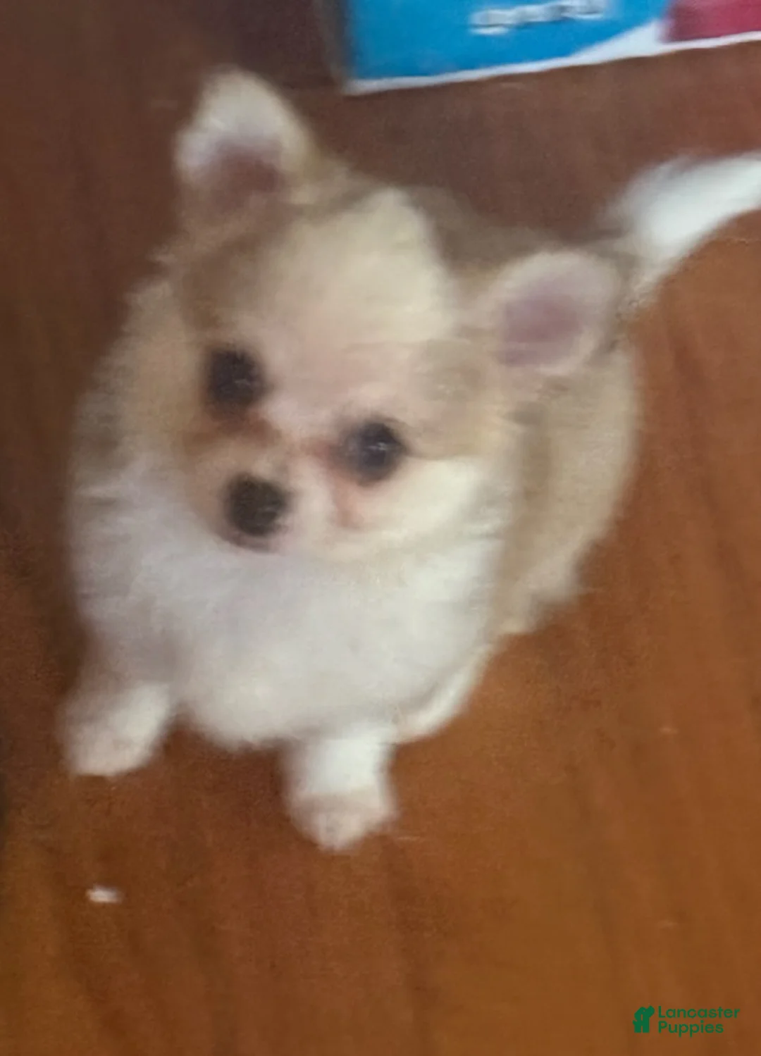 Chihuahua dogs for sale: Liam - Ad 4