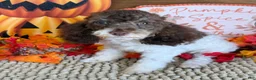 Cockapoo dogs for sale: Millie - Ad 2
