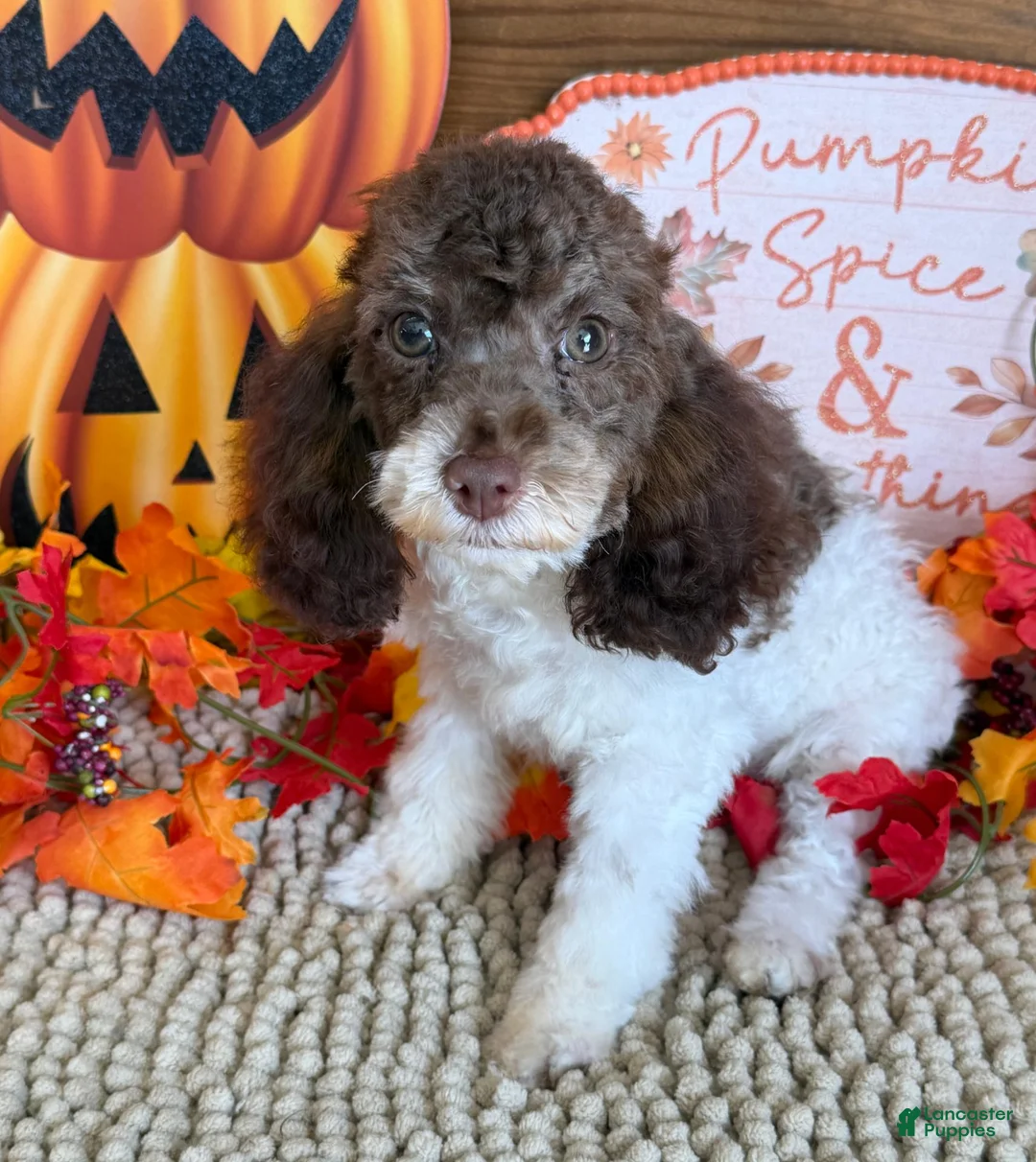Cockapoo dogs for sale: Millie - Ad 2
