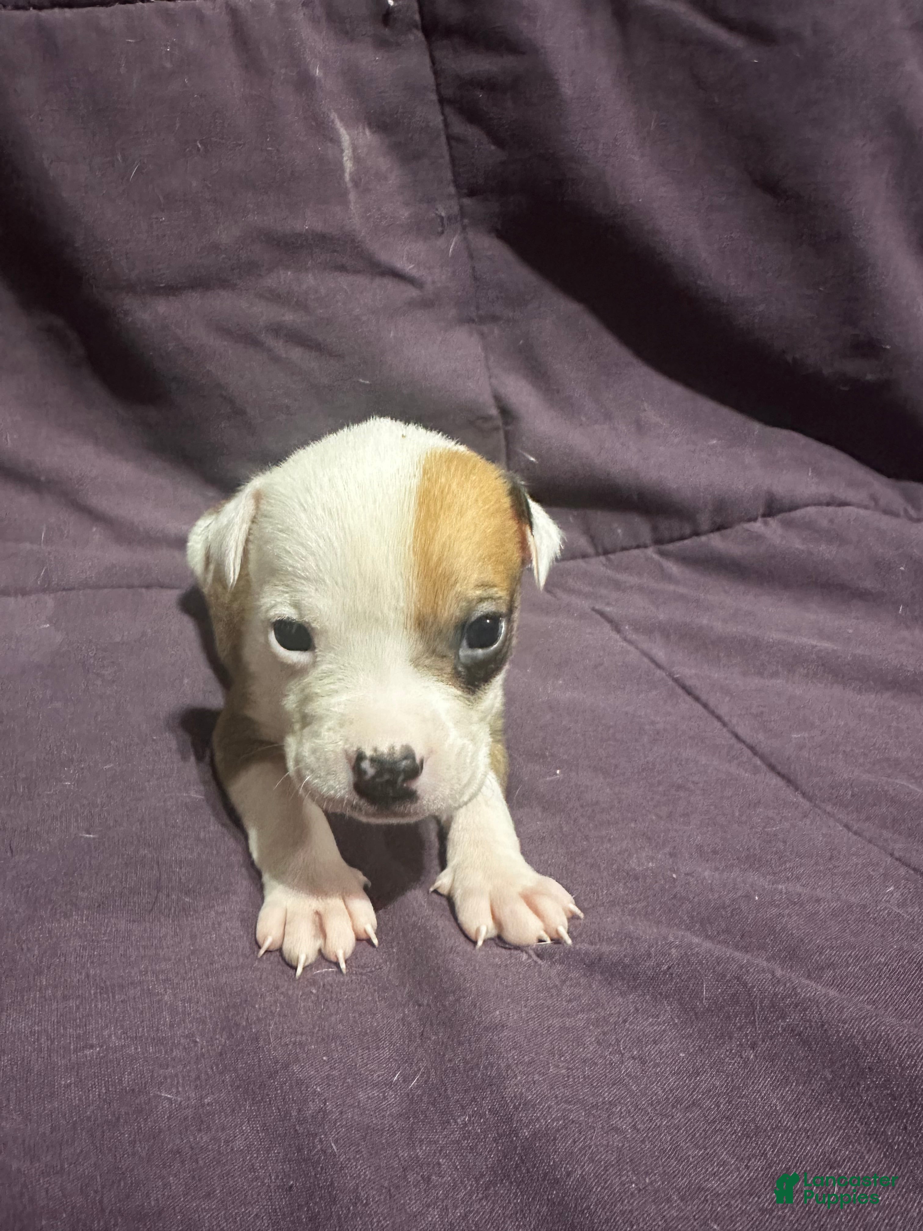 Mixed Breed dogs Mixed Pit Green - Ad 13