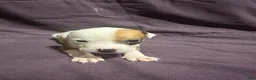 Mixed Breed dogs for sale: Mixed Pit Green - Ad 1