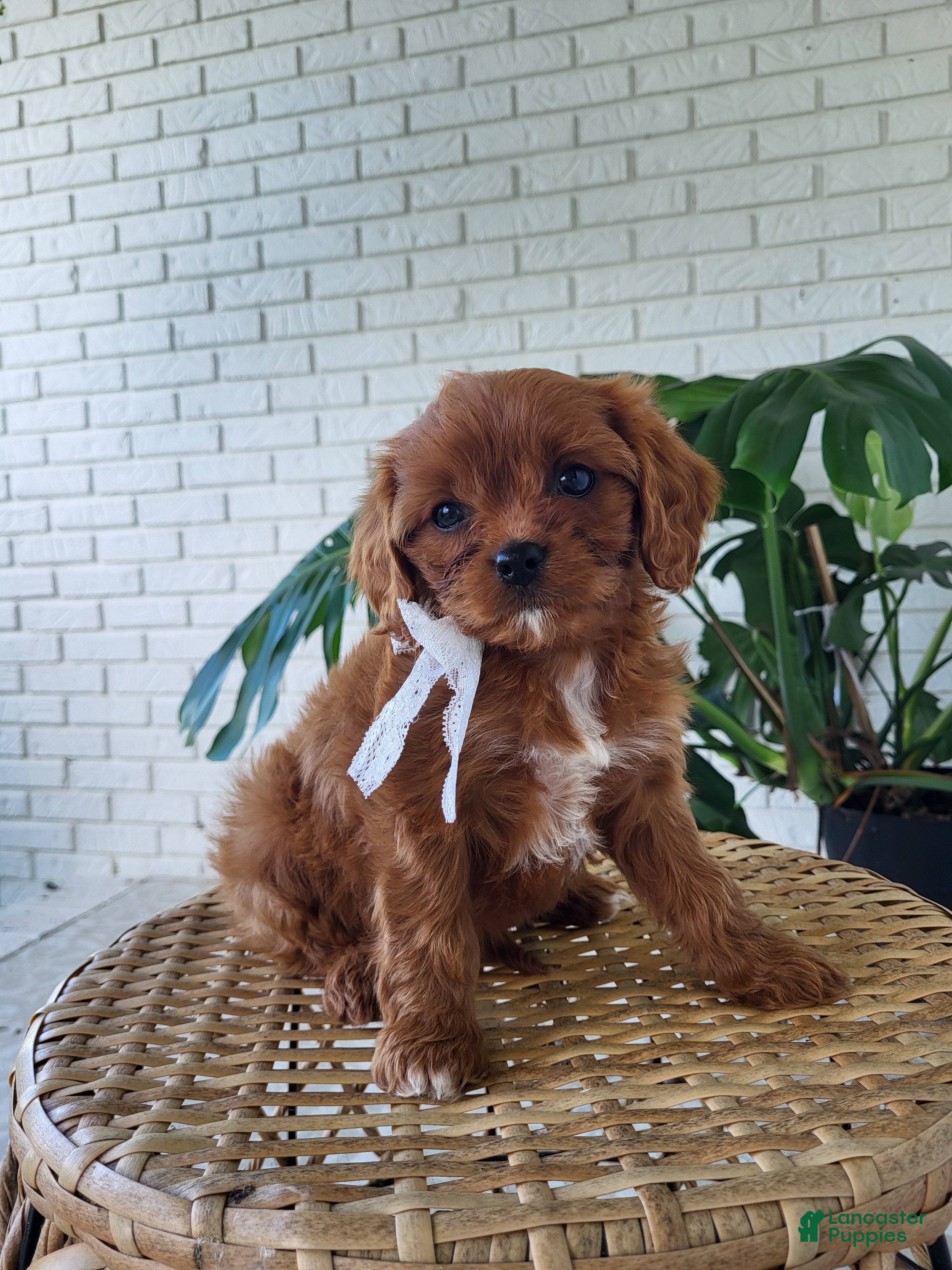 Cavapoo dogs for sale: Jade - Ad 4