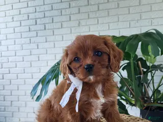 Cavapoo dogs for sale: Jade - Ad 4