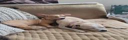 Chihuahua dogs for sale: Miriam - Ad 12