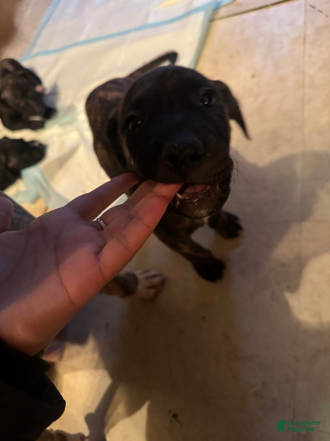 Mixed Breed dogs for sale: Mixed Breed Puppy 3 - Ad 2