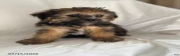 Shorkie dogs for sale: Elmer - Ad 4