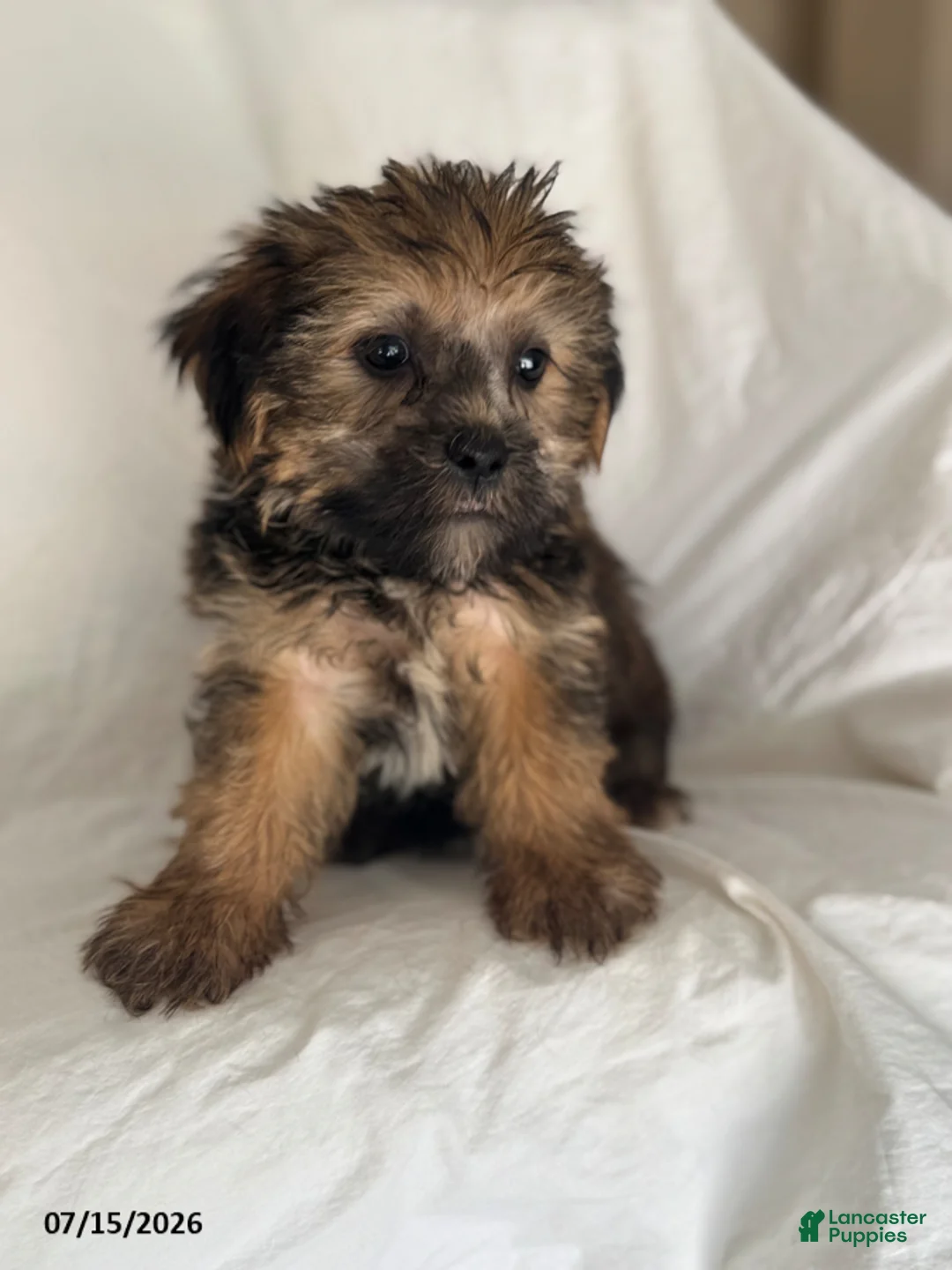 Shorkie dogs for sale: Elmer - Ad 4