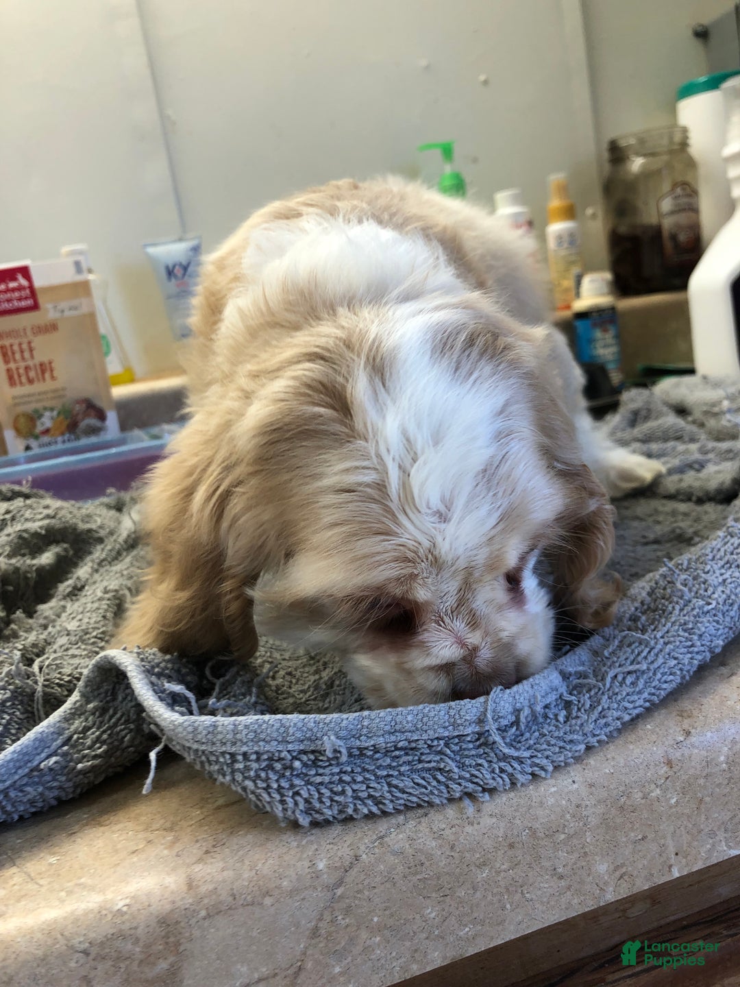 Cocker Spaniel dogs for sale: Vet checked perfect  - Ad 7