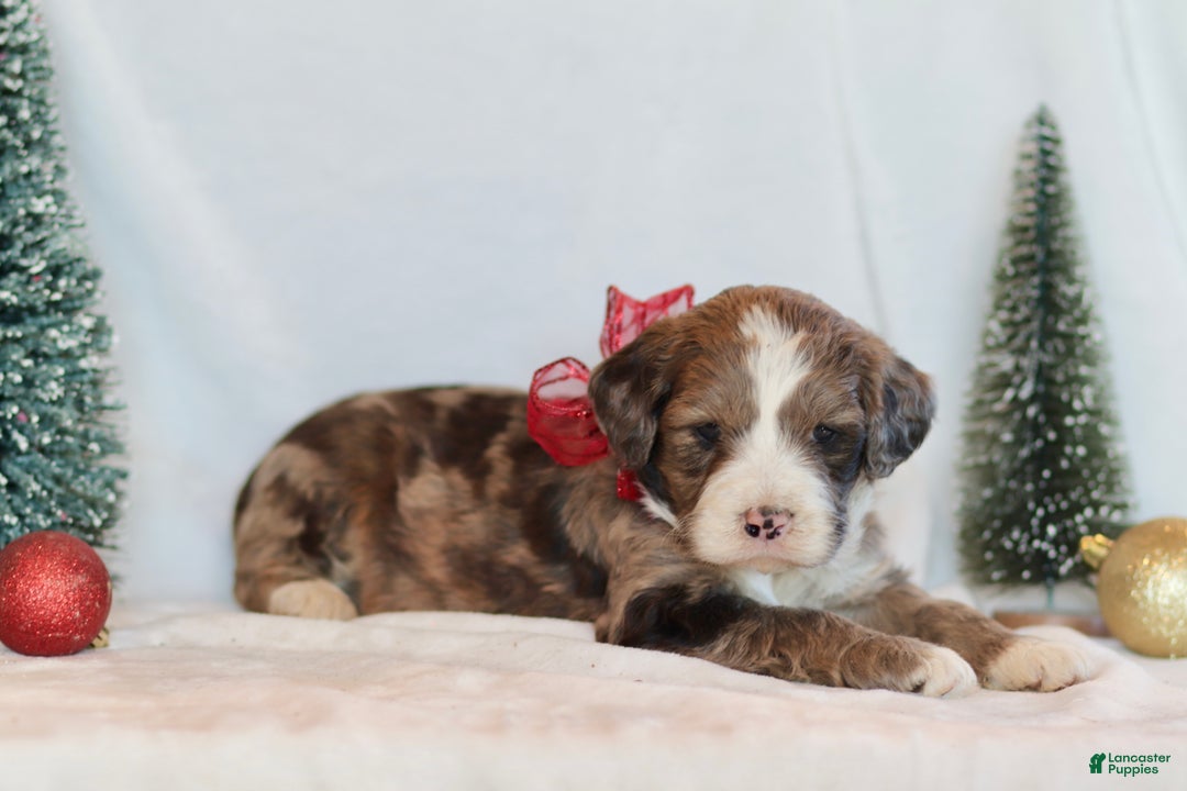 Bernedoodle dogs for sale: Aspen - Ad 7