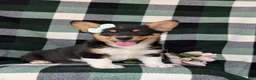 Welsh Corgi Pembroke dogs for sale: Marta AKC Registered - Ad 3