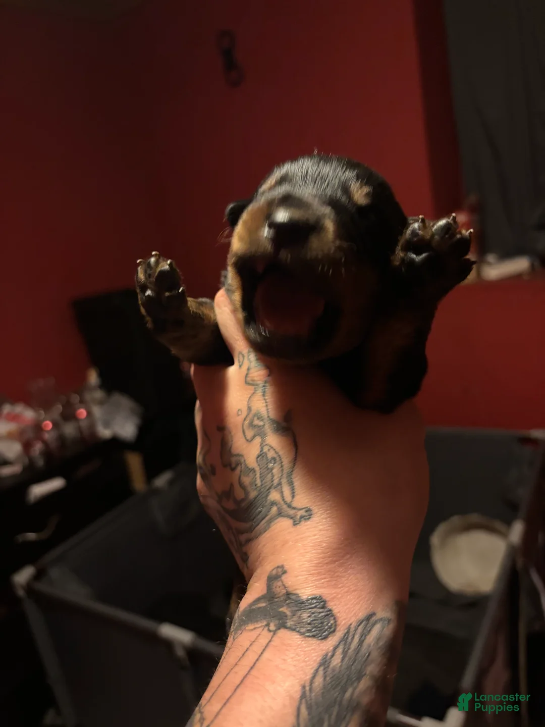 Rottweiler dogs for sale: Rottweiler Puppy 5 - Ad 1