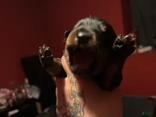 Rottweiler dogs Rottweiler Puppy 5 - Ad 31