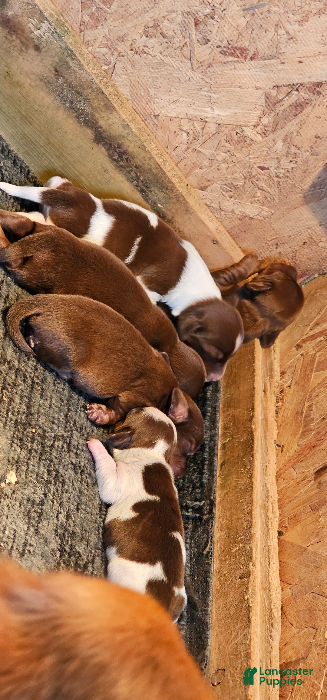 Miniature Dachshund dogs for sale: Gorilla-Long-haired  - Ad 5